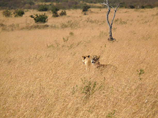 istock lion in savana - Camouflage 125874163