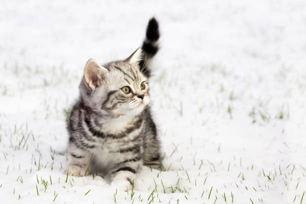 Young black silver tabby cat in winter snow