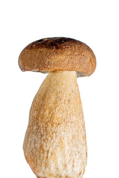 istock Boletus edulis mushroom isolated on white background close up 1258749111