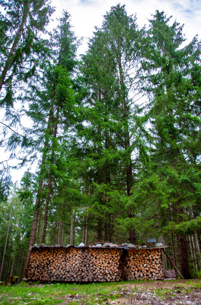 wood logs and forest background. Log trunks pile, the logging timber forest wood industry.
