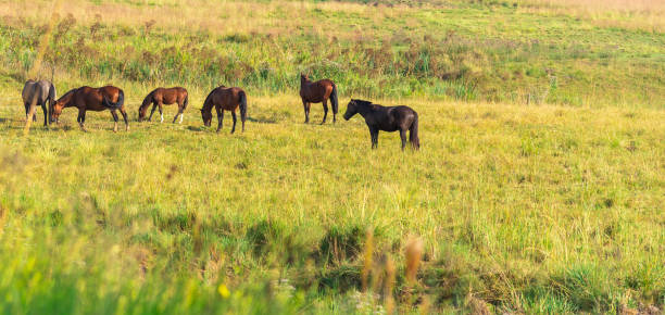 istock Rural farm. Creole horses. Farm and work animals 1258754854