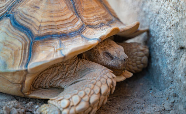 primo colpo di tartaruga del deserto (gopherus agassizii e gopherus morafkai), note anche come tartarughe del deserto, sono due specie di tartaruga. tartaruga del deserto noto anche come tartaruga del deserto - desert tortoise foto e immagini stock