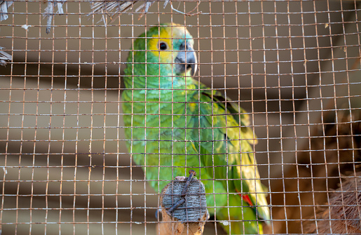 Yellow Head amazon parrot in a cage and ready for sale at a pet shop in Thailand
