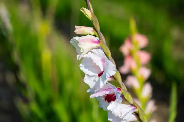 purple gladiolus in the field, gladiolus in the field