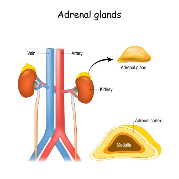 Adrenal glands anatomy Adrenal glands anatomy. Kidney and ureter, aorta and Inferior vena cava. Structure and cross section of suprarenal glands. endocrine system. medulla stock illustrations