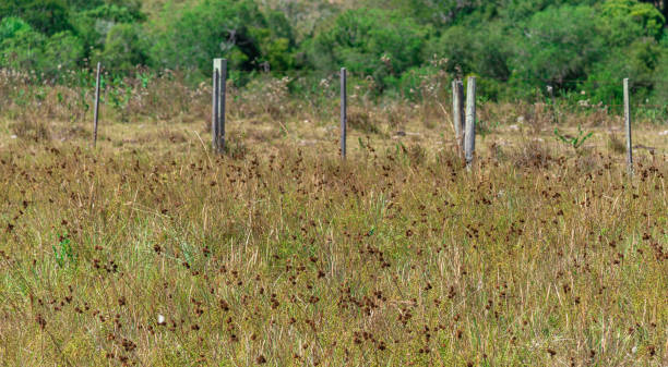 istock Pasture field in Brazil. Cattle breeding area 1258781426