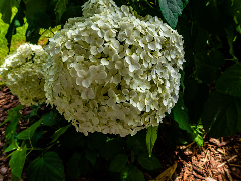 bouquet of white hydrangea flower blossom in morning garden and green background