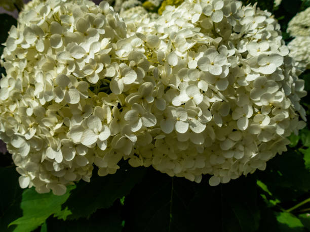 istock Wonderful blooming white Hydrangea arborescens, commonly known as smooth hydrangea, wild hydrangea in a garden. Closeup of White Hydrangea Flowers in Afternoon Sunlight. 1258788342