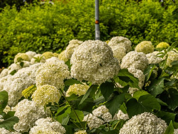 istock Wonderful blooming white Hydrangea arborescens, commonly known as smooth hydrangea, wild hydrangea in a garden. Closeup of White Hydrangea Flowers in Afternoon Sunlight. 1258788857
