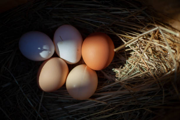 istock Chicken eggs lie in the hay 1258796332