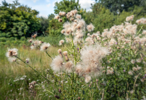 Fluffy fruit-bearing seed heads from a thistle plant in the foreground of a Dutch wild nature reserve in the summer season.
