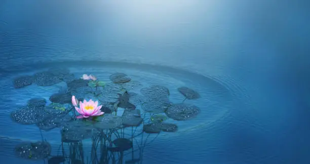 Photo of beautiful water lily in rain and sunshine, decorative wellness concept