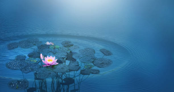 beautiful water lily in rain and sunshine, decorative wellness concept - lotus water lily water flower imagens e fotografias de stock