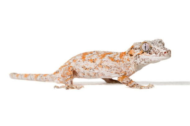 istock Orange reticulated Gargolye gecko 1258815571