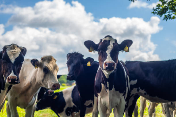istock Young cows look into  the camera with interest on a beautiful cloudy day 1258828915