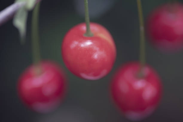 istock Defocused image of ripe cherries 1258829128