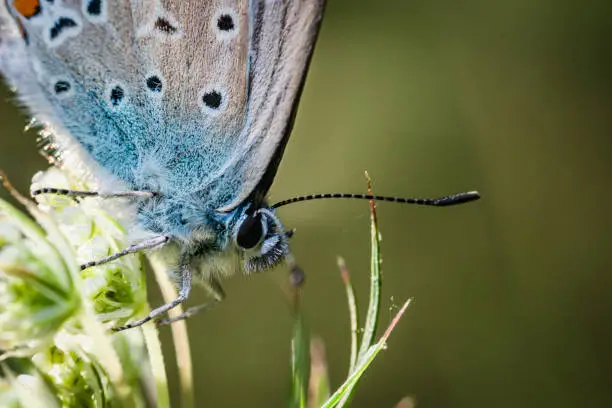 A common blue butterfly in a meadow in close-up. The eye is in focus.