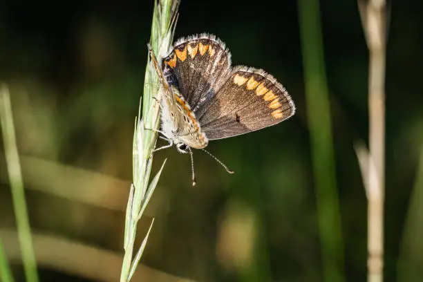 A common blue butterfly in a meadow in close-up. The eye is in focus.