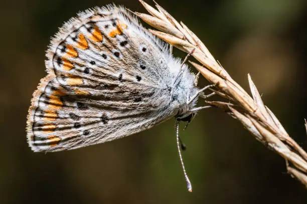 A common blue butterfly in a meadow in close-up. The eye is in focus.