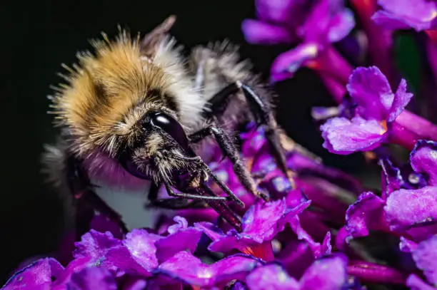 A large bumblebee sits on a flower and is ingesting food.