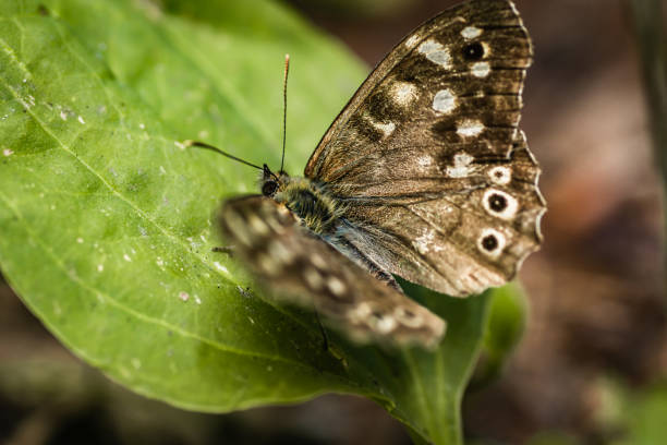 istock The speckled wood butterfly 1258843146