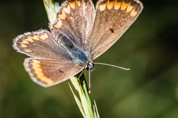 A common blue butterfly in a meadow in close-up. The eye is in focus.