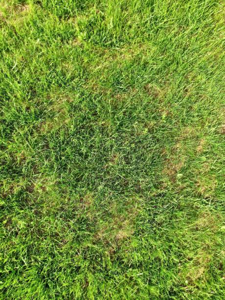 istock Background and texture of green lawn and grass 1258851484