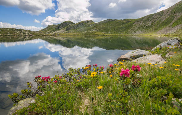 View of wild flowers on Bombasel lake, Cermis Alps, Dolomites, Italy View of wild flowers on Bombasel lake, Cermis Alps, Dolomites, Italy, Europe summer flower lake awe stock pictures, royalty-free photos & images