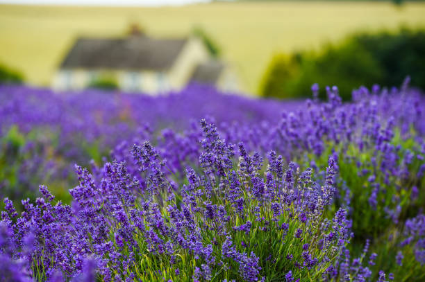 lavendelboerderij - cotswold stockfoto's en -beelden