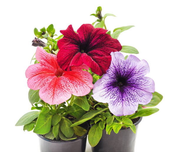 istock Colorful petunia in the pot. 1258872555