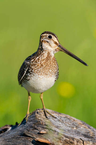 istock Wilson's snipe in the meadow 1258884214