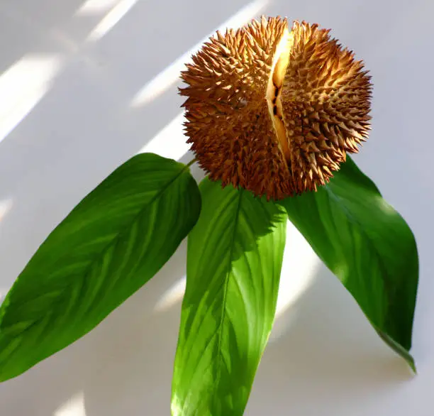 Funny idea concept for gift in mother day or woman day with amazing food flower pot from a durian fruit with green leaf in morning sunlight on white background