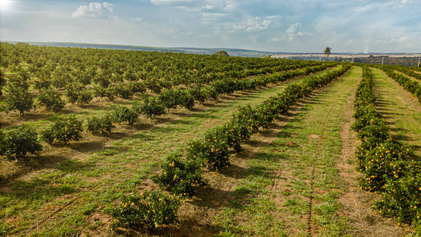 Field with oranges. Agribusiness concept
