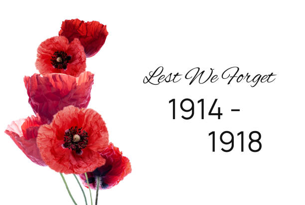 흰색 배경에 양귀비 꽃과 기념 일 배너. - poppy field remembrance day flower 뉴스 사진 이미지
