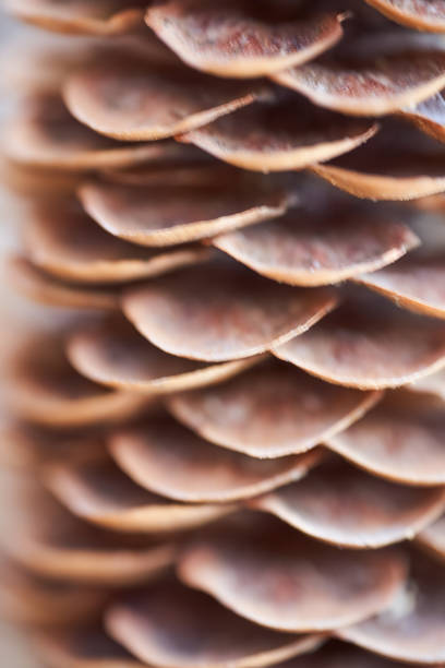 istock Open Christmas-tree pine cone on a brown background. Macro effect photo 1258908444
