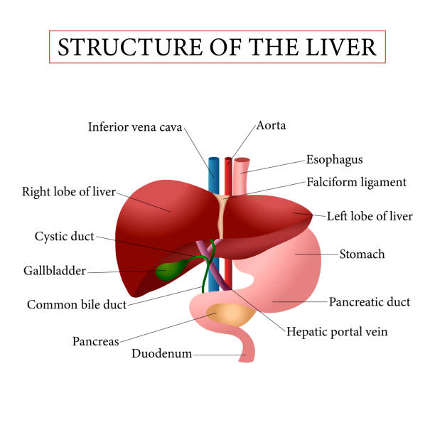 Structure of liver. Illustration of the human liver anatomy. Structure of liver. Illustration of the human liver anatomy. Vector illustration isolated on white background. lobe illustrations stock illustrations