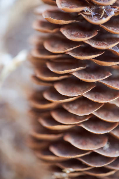 istock Open Christmas-tree pine cone on a brown background. Macro effect photo 1258909582