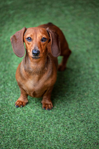 istock image of dog grass background 1258912789