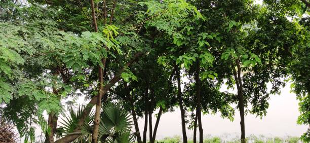 istock View of trees besides river. 1258915148