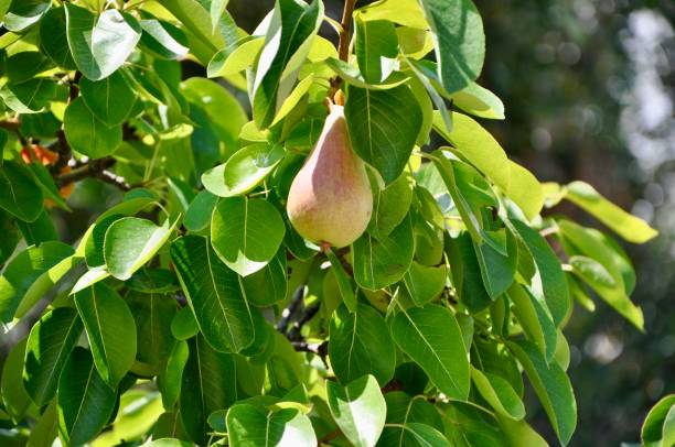 istock Small pear on a tree branch in garden 1258923764
