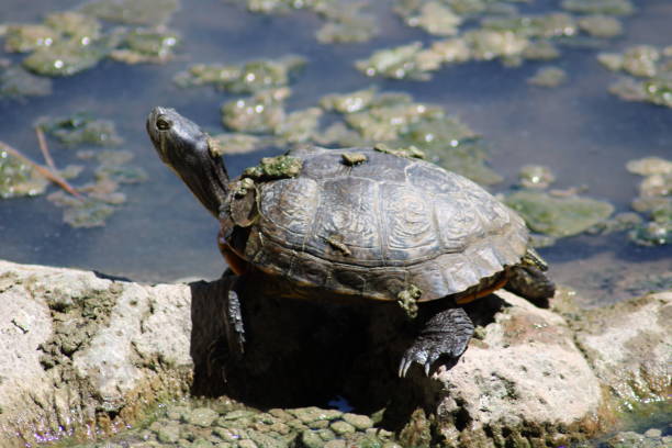 istock Tortoise in water 1258925315