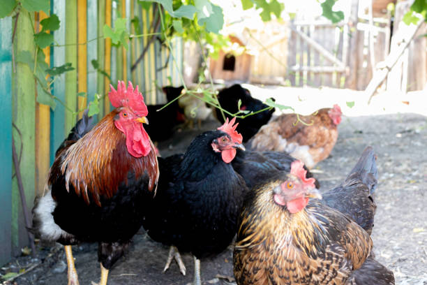 istock Rooster with hens are hiding from the sultry sun 1258929995
