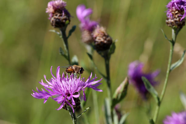 A wild bee sits on a burdock flower.