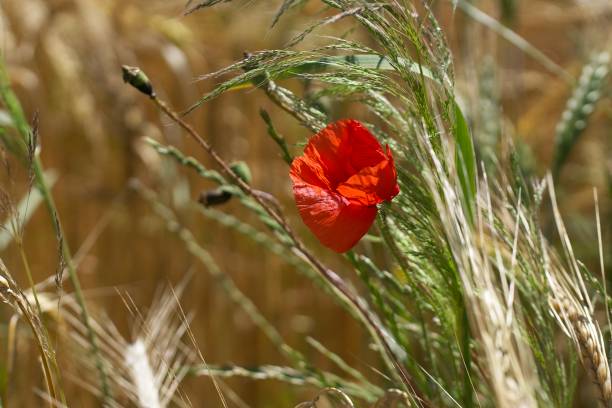 istock Poppy blossom in a Grain field 1258949613