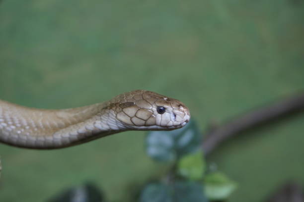 istock Head of a Cobra Snake in closeup 1258950142