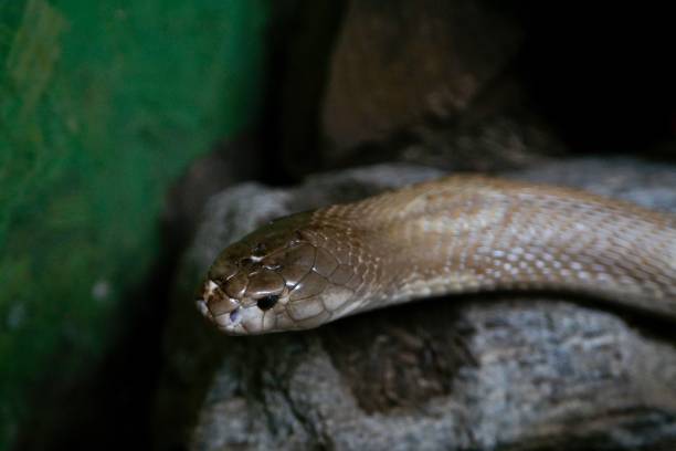 istock Head of a Cobra Snake in closeup 1258950660
