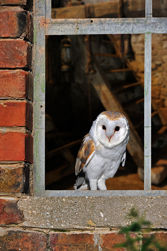 Barn owl (Tyto alba) perched on windowsill looking through window of shed at dusk, ready to go hunting