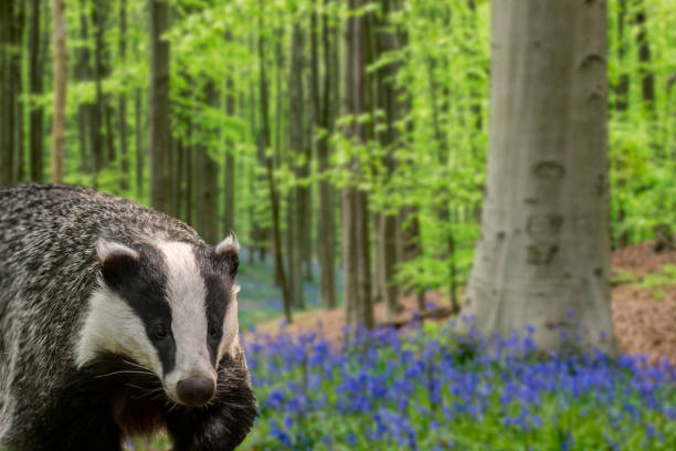 istock European badger (Meles meles) foraging in beech forest with bluebells 1258951209