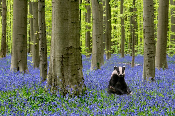 European badger (Meles meles) sitting upright in beech forest with bluebells