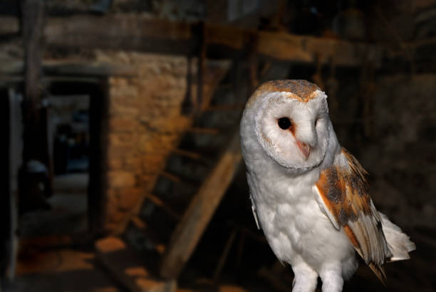 istock Barn owl (Tyto alba) inside farm's shed at dusk 1258951226